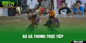 Đá Gà Thomo Trực Tiếp - Top 1 Game Giải Trí Hàng Đầu 69VN