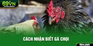 Cách Nhận Biết Gà Chọi 69VN - Cách Quan Sát, Chọn Chiến Kê Tốt