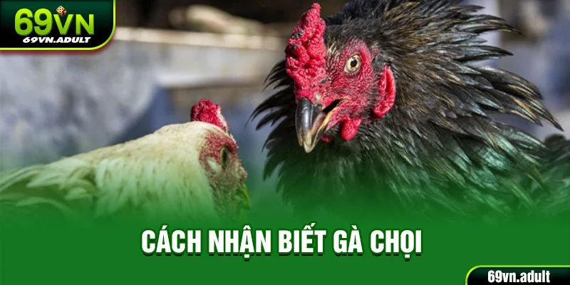 Cách Nhận Biết Gà Chọi 69VN - Cách Quan Sát, Chọn Chiến Kê Tốt