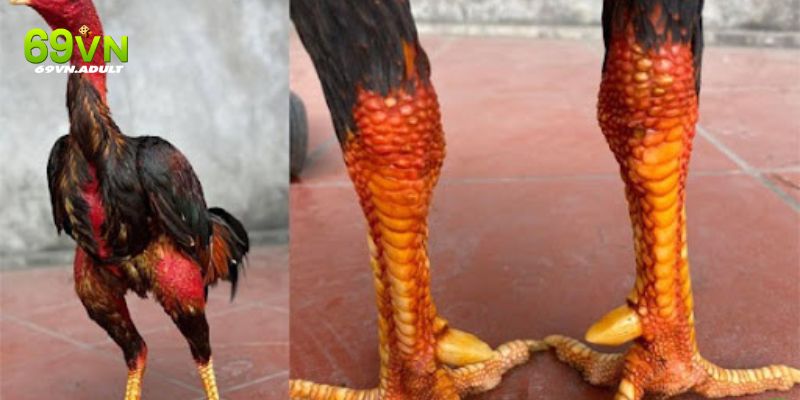 Cách nhận biết gà chọi qua việc quan sát cựa và đôi chân