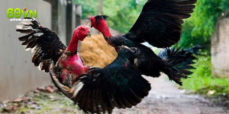 Quan sát lối đá để chọn cho mình chiến kê thích hợp