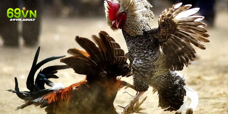 Quan sát mỏ để lựa chọn thần kê phù hợp
