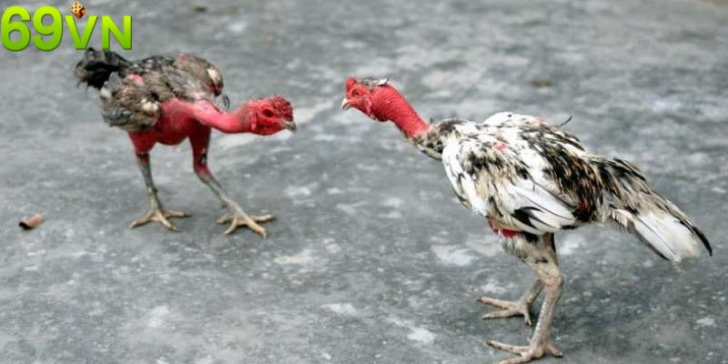 Gà đòn chia thành nhiều hạng cân