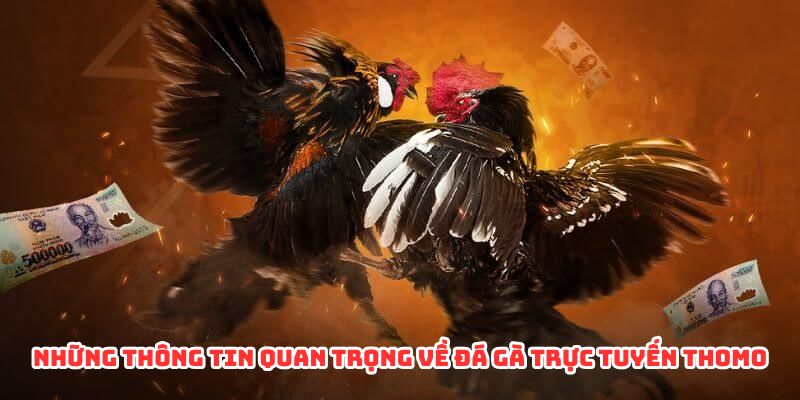 Những thông tin quan trọng về đá gà Thomo trực tiếp