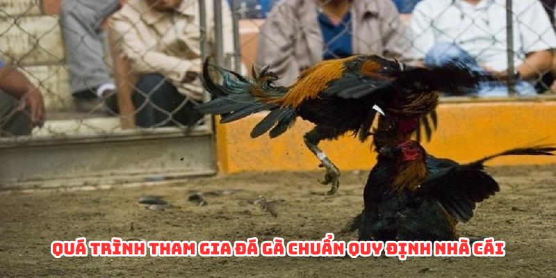 Quá trình tham gia đá gà chuẩn quy định nhà cái