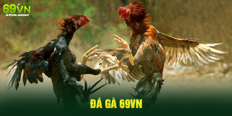 Kinh nghiệm đặt cược kèo chọi kê hiệu quả cho khách hàng